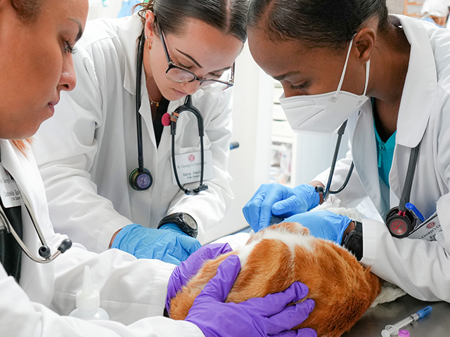 AVMA accredited and globally recognized