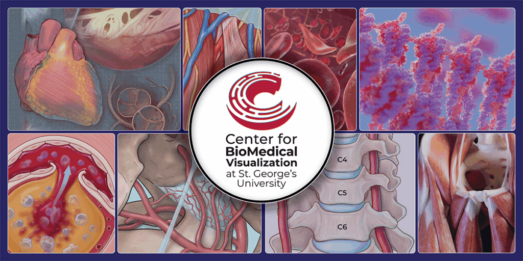 Collage of illustrations created by the medical illustration team at SGU