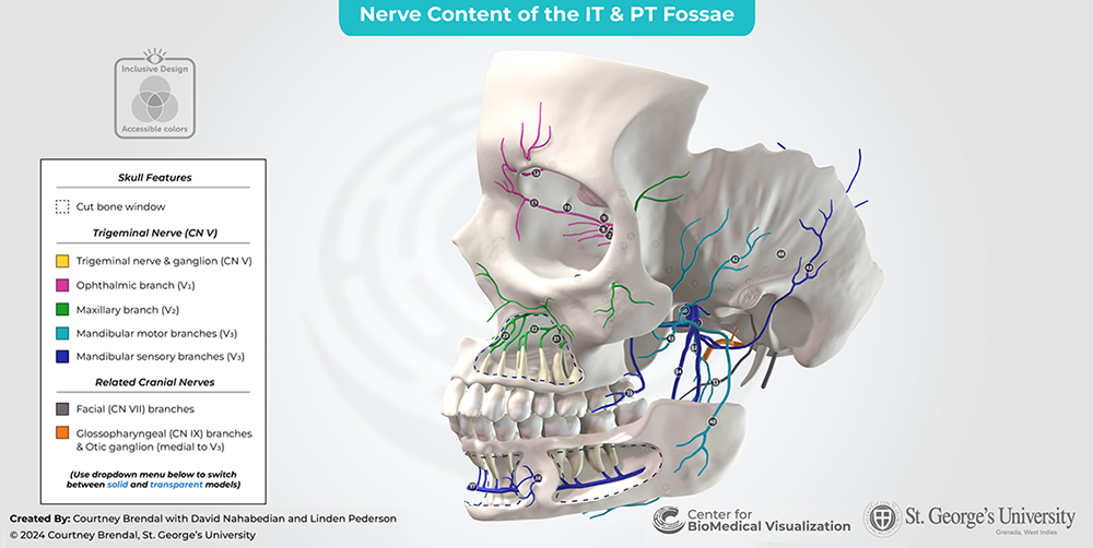 Nerve content of the IT & PT fossae