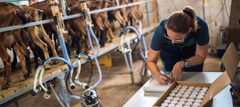 A veterinarian tests samples of milk in a milking house.