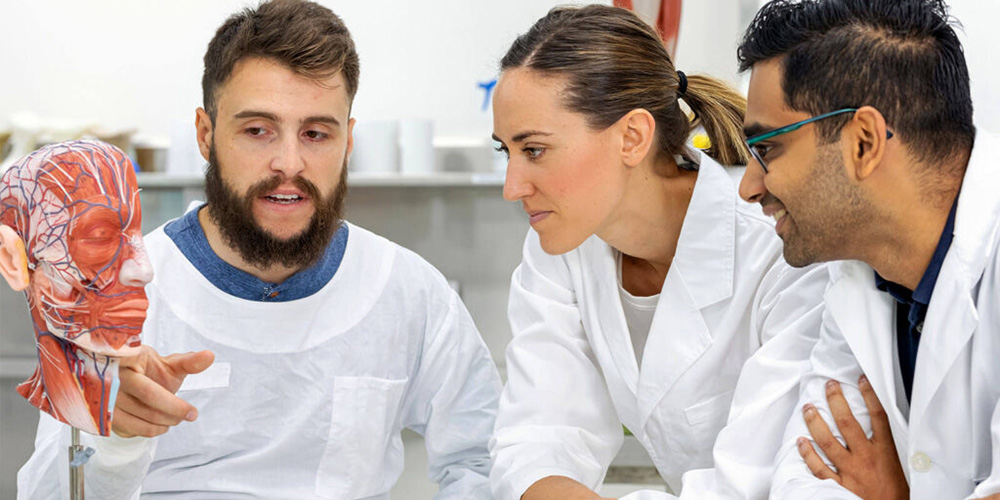 Pre med students studying model of a brain