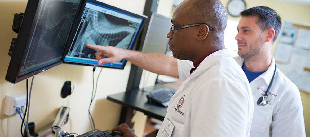 SGU vet student reviewing x-rays