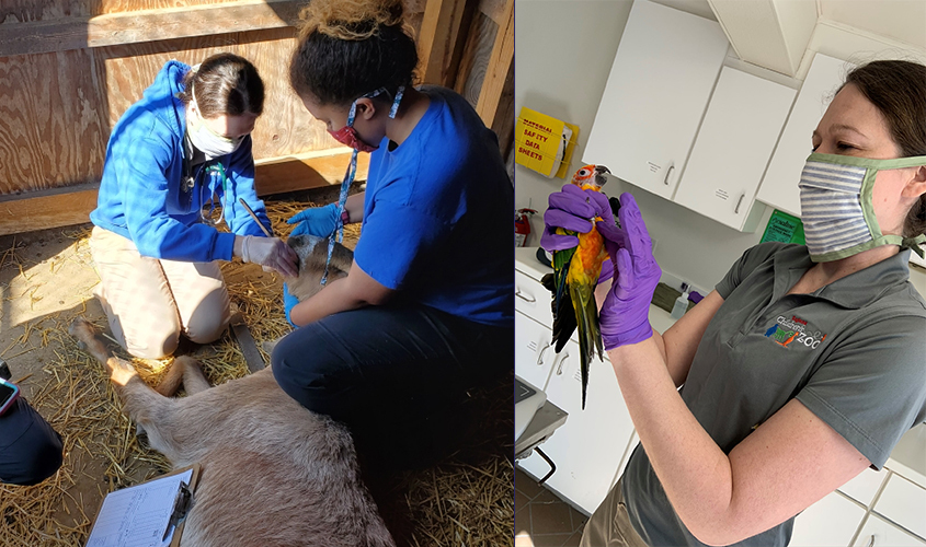 Shannon Cerveny, DVM '07