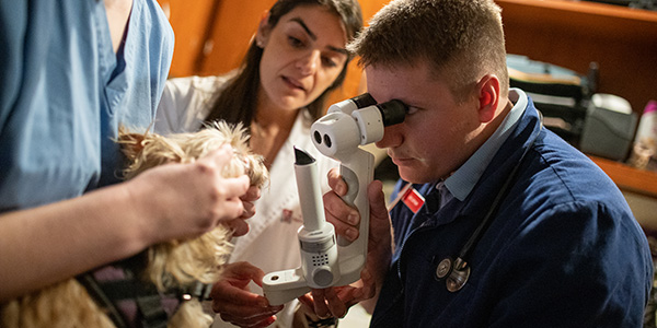 Early Veterinary Medicine Clinical Experience