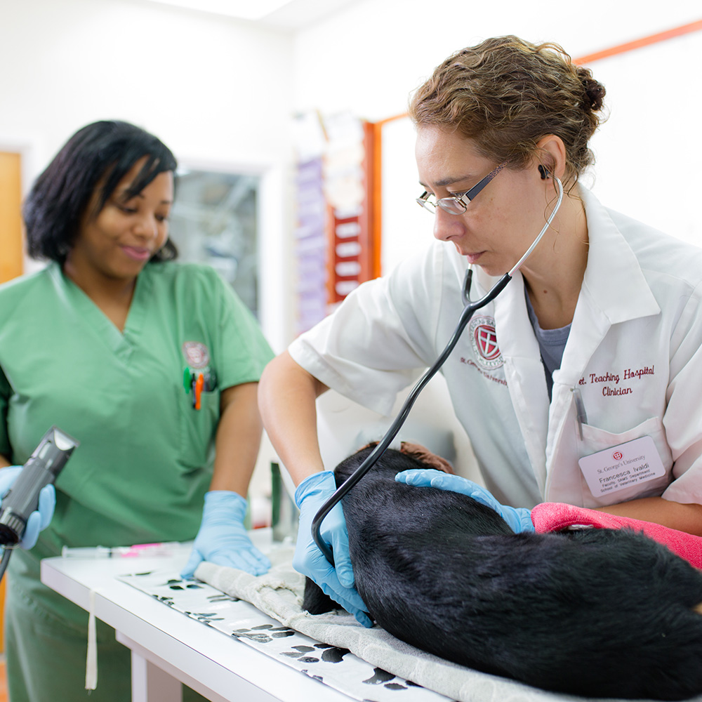SVM On-Campus Small Animal Clinic