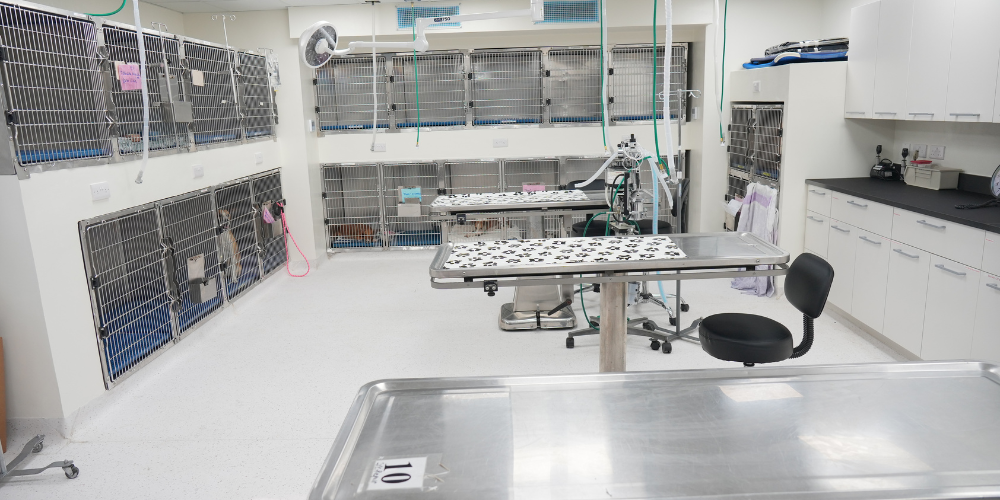 Upgraded Small Animal Clinic ICU, cat ward, and kennel treatment room