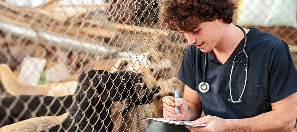 Shelter veterinarian examining dogs in a kennel