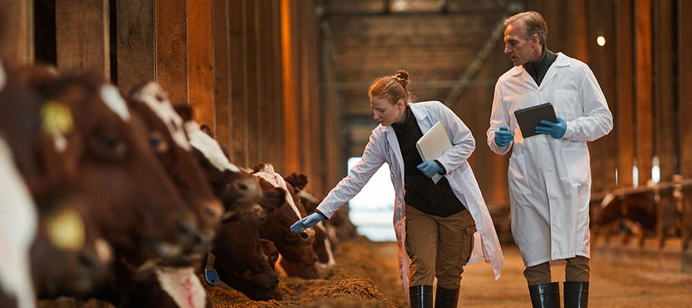 Two veterinarians inspecting cattle in a stable