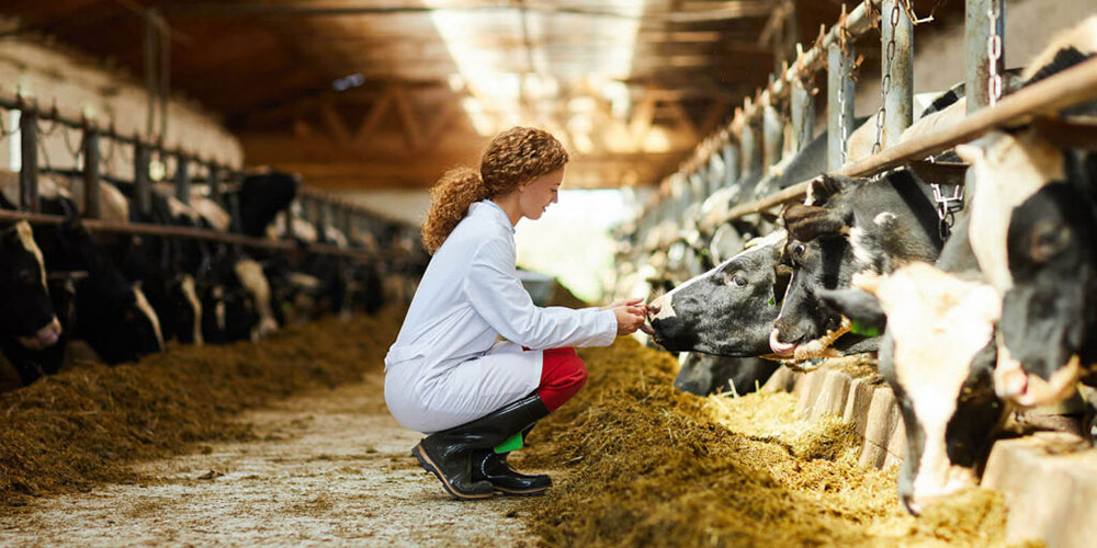 Female veterinarian examining cows in a stable