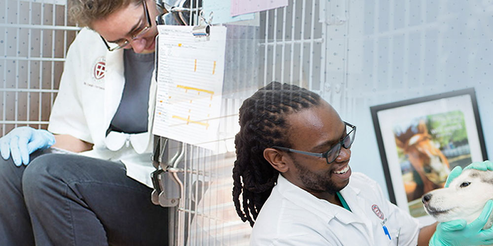 Vet School GRE Scores: How Important Are They?