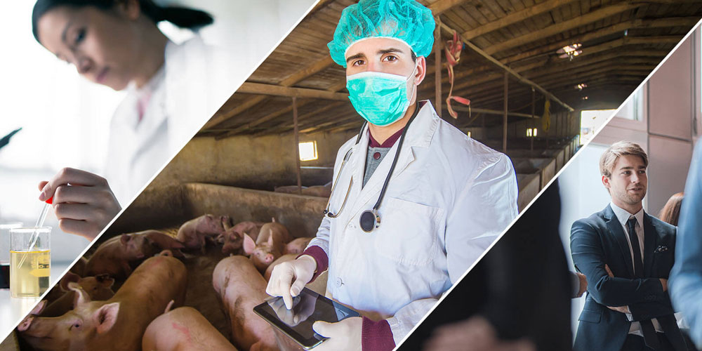 Split image showing three veterinary job settings