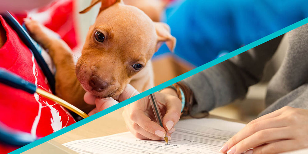 |94% US residency placement rate for graduates over the last three years. 980+ US residencies in over 20 specialties in 2023. Apply for August.