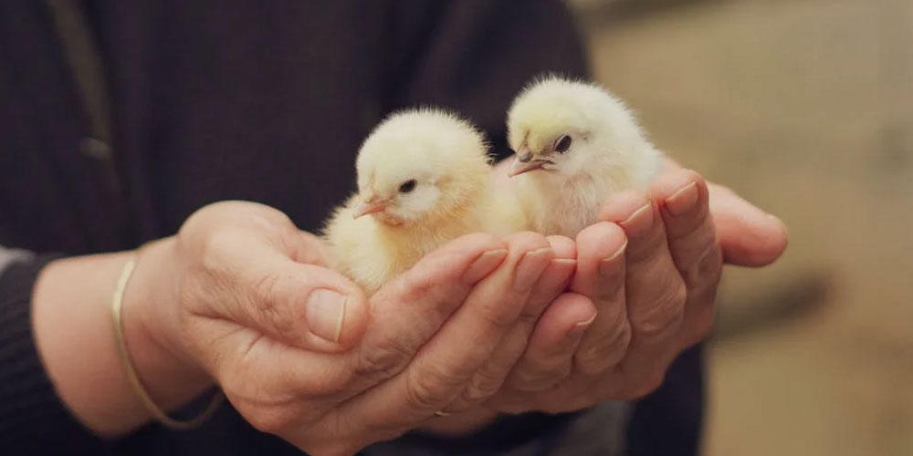 The Ultimate List of Veterinary Specialists Who Care for Animals