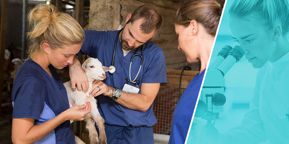 Vet students examining a lamb