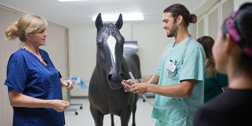 What Does a Large Animal Vet Do?