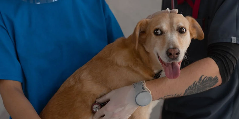 Is Pet Insurance Worth It?