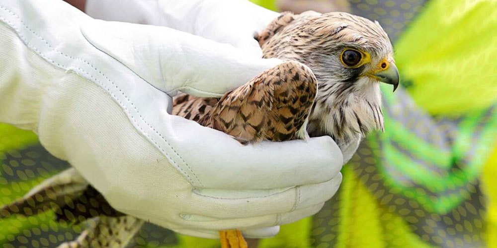 Close up of vet handling a bird