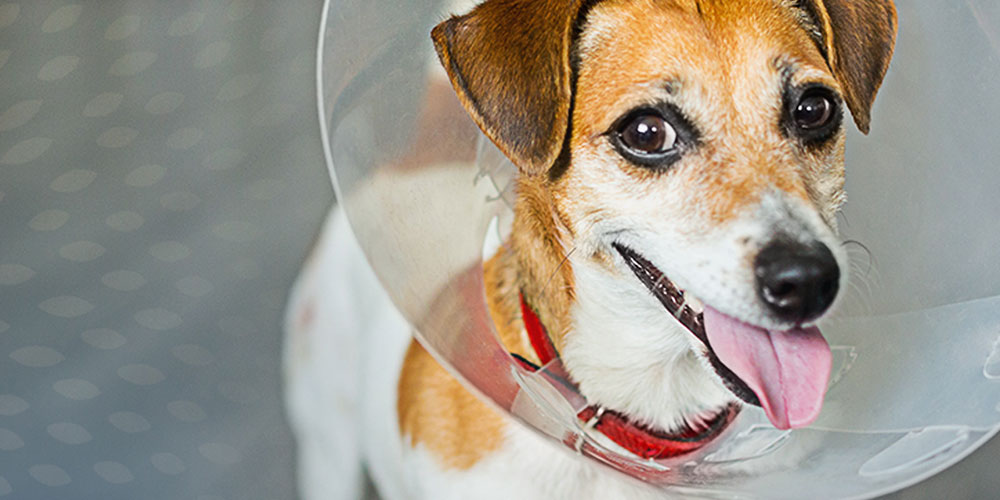 Dog in post-surgery cone