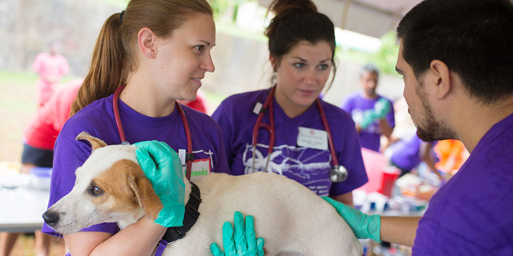 How to Become a Veterinarian: Your 8-Step Guide Square