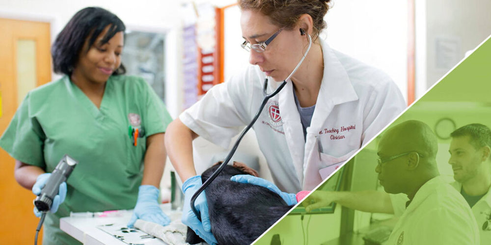 Veterinarians examining animal