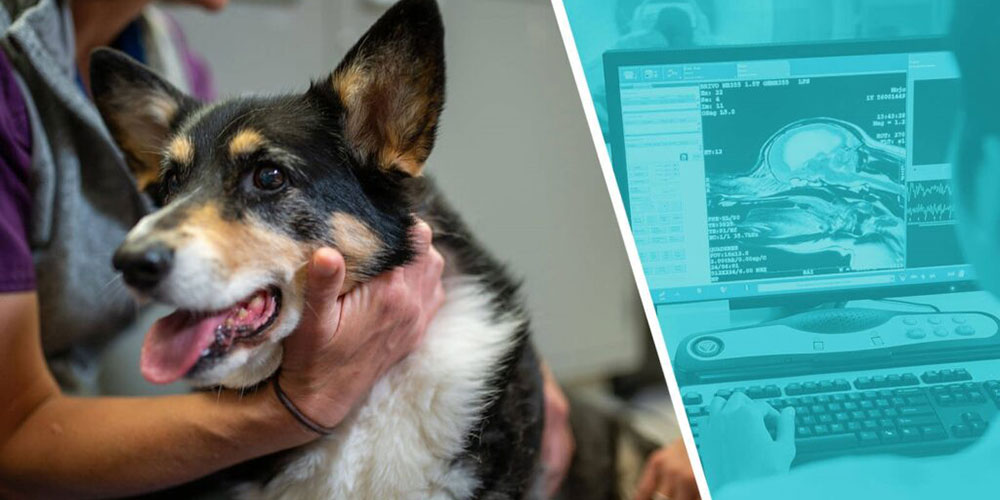 image of veterinary neurologist with dog and brain scan.