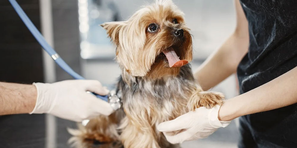 5 SGU Vet School Grads Making a Difference in Their Communities Square