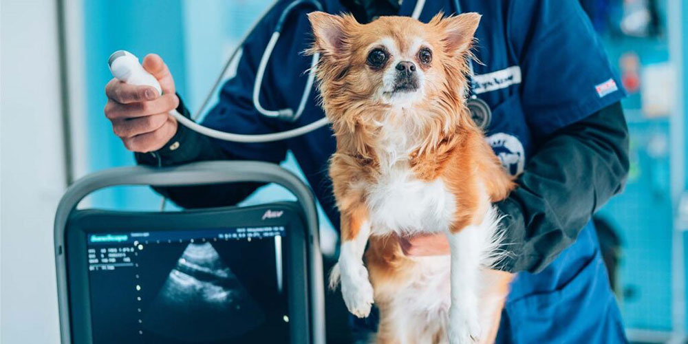 veterinary radiologist examining dog