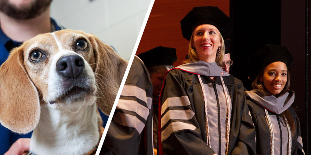 An SGU DVM graduate examines the eye of a small dog