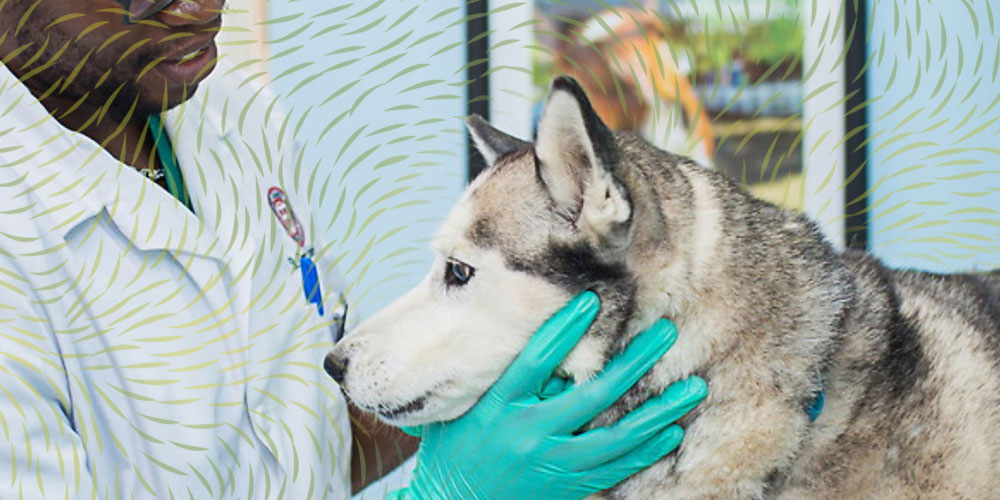 Vet tending to husky