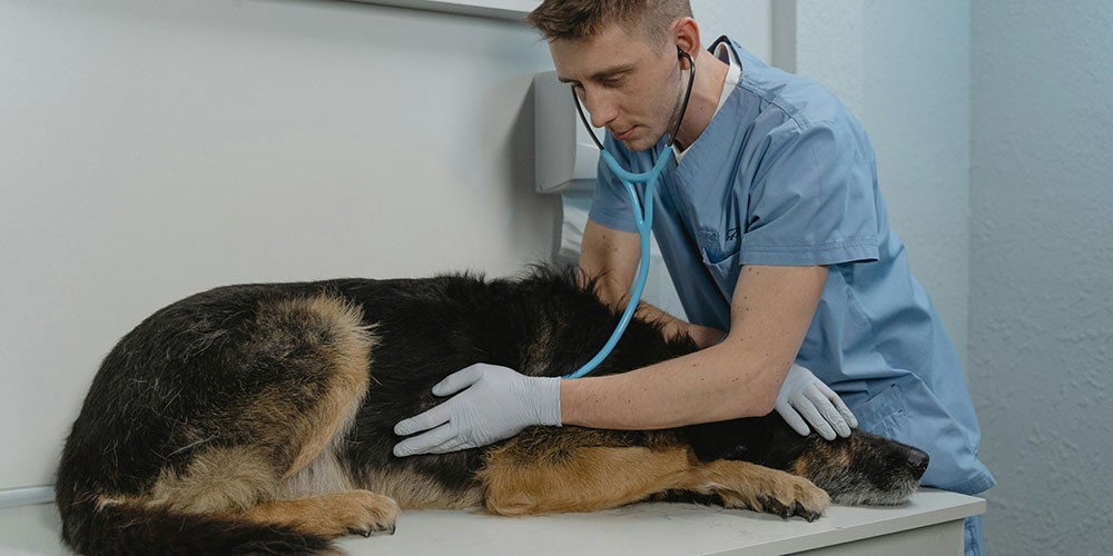 Vet tending to sick pup