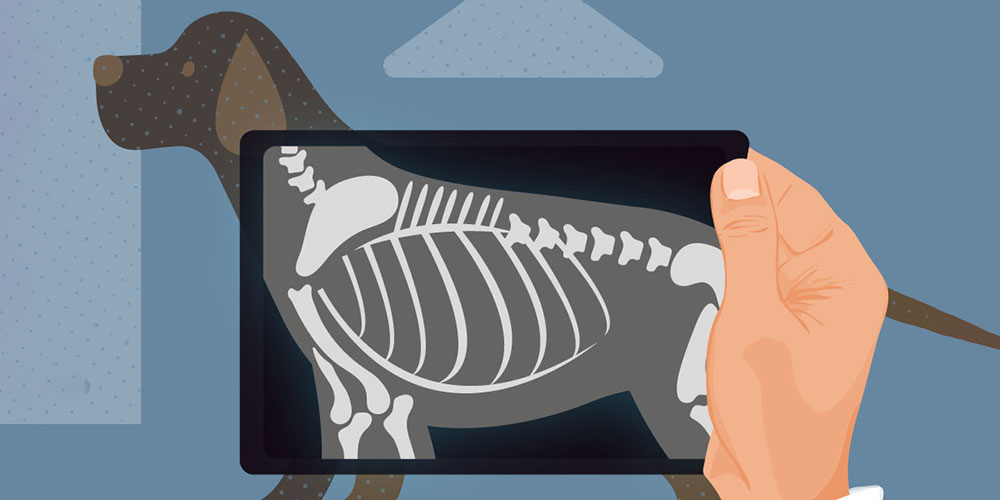 Dog X-Ray Illustration