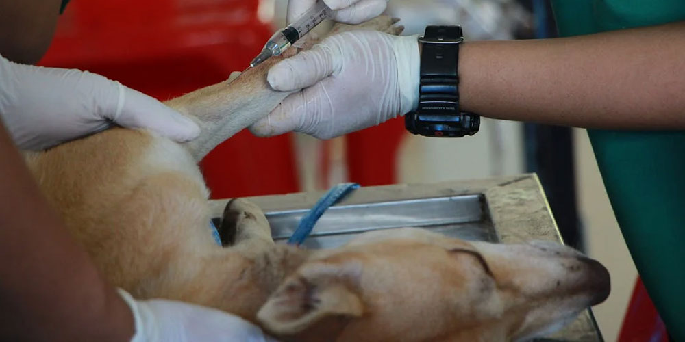 Female SGU veterinary student examining dog