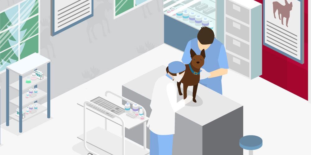 How to Become a Vet in Canada: Your Ultimate Outline Square|Female student looks through microscope|Group of SGU veterinary medicine students pose at graduation|Vet students examine baby goat