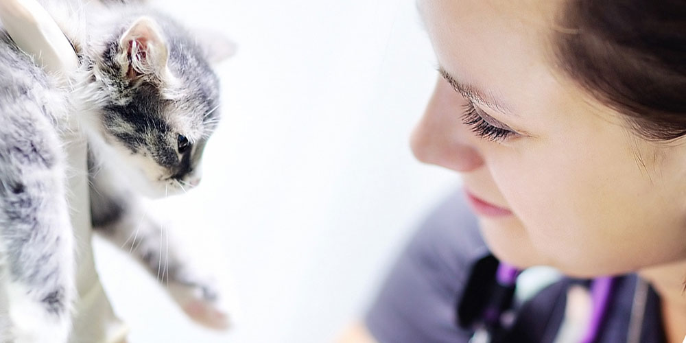 Vet holding kitten