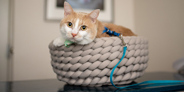 Cat in basket
