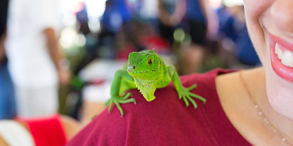 Gecko on woman's shoulder