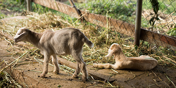 Goats relaxing