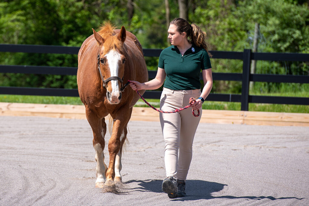 Student leading horse
