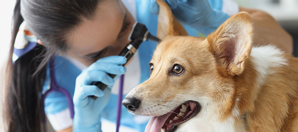A veterinarian performs a checkup on a dog