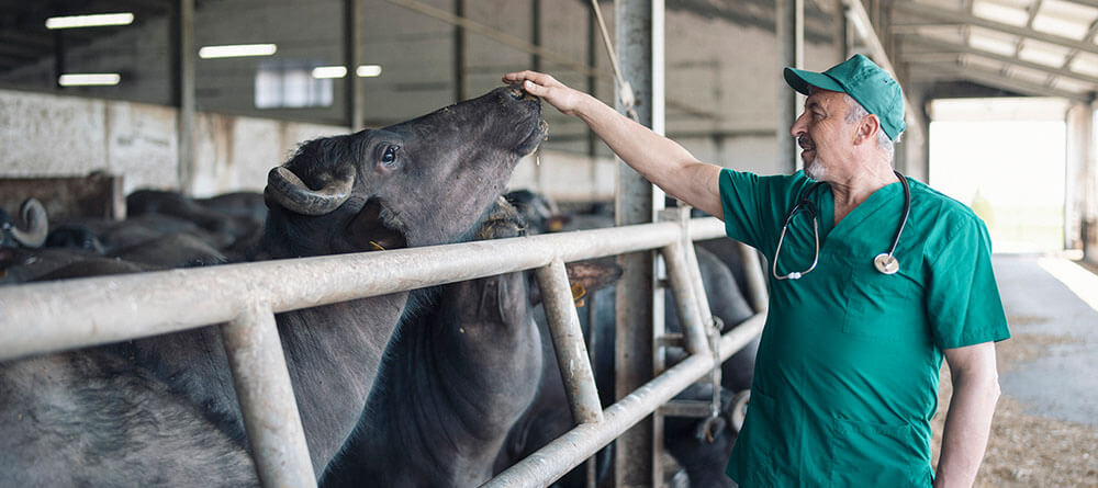 A veterinarian inspects cattle in stable