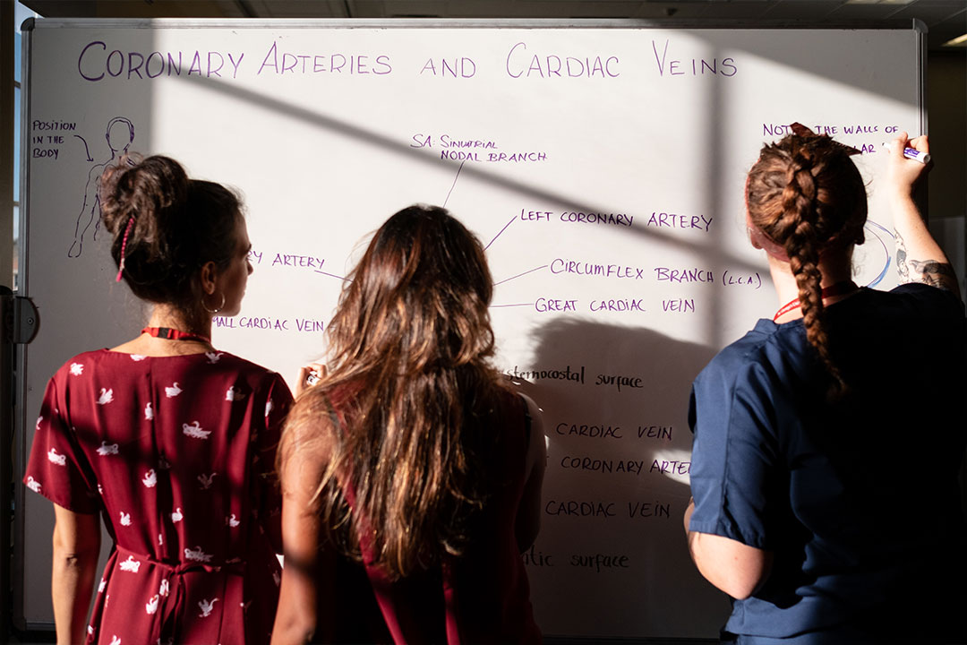 Three women drawing a medical illustration