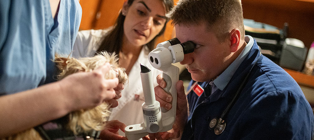 Group of veterinarians performing an exam on a pet