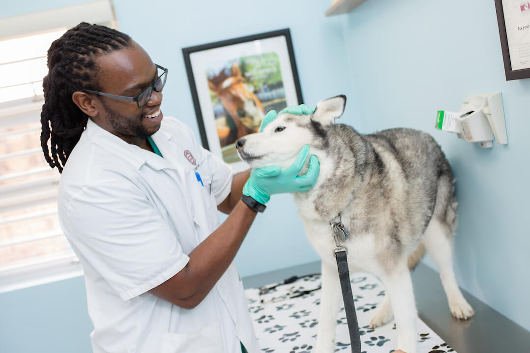SVM student treating a dog