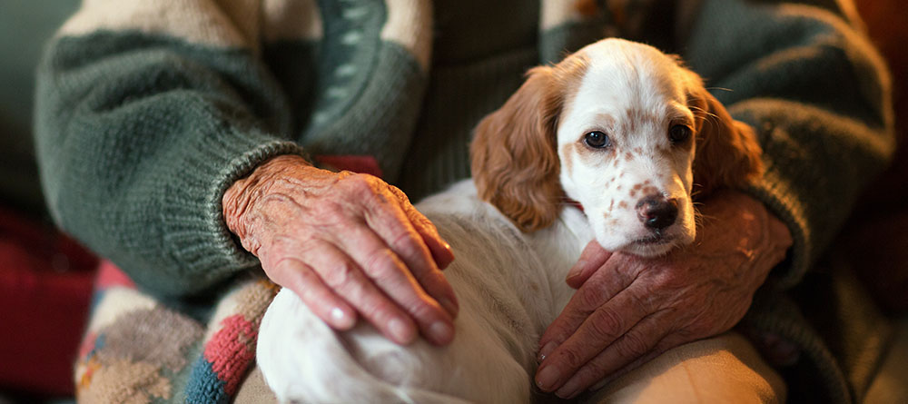 Close up of elderly person holding dog on lap