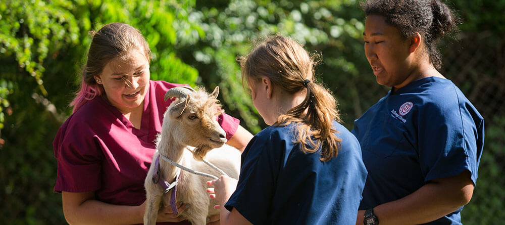 Three SGU DVM students work together to examine a goat