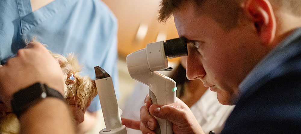 An SGU DVM graduate examines the eye of a small dog