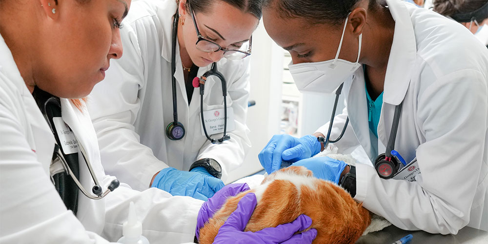 SVM Small Animal Clinic