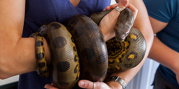 Woman holding snake